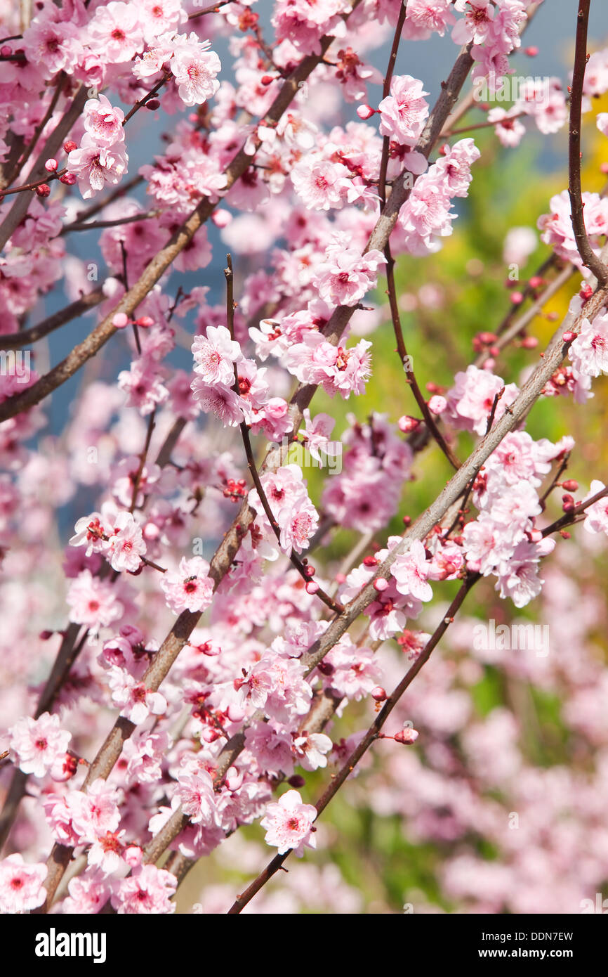 Chinese plum tree hires stock photography and images Alamy
