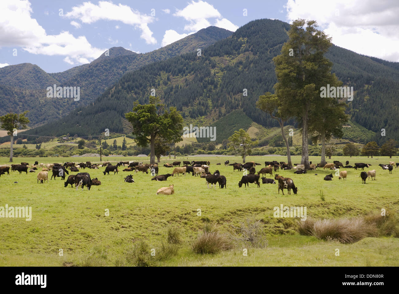 Cattle, South Island, New Zealand Stock Photo Alamy