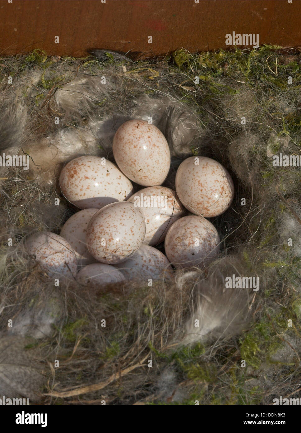 blue-tit-egg-eggs-nest-blaumeise-blau-meise-meise-parus