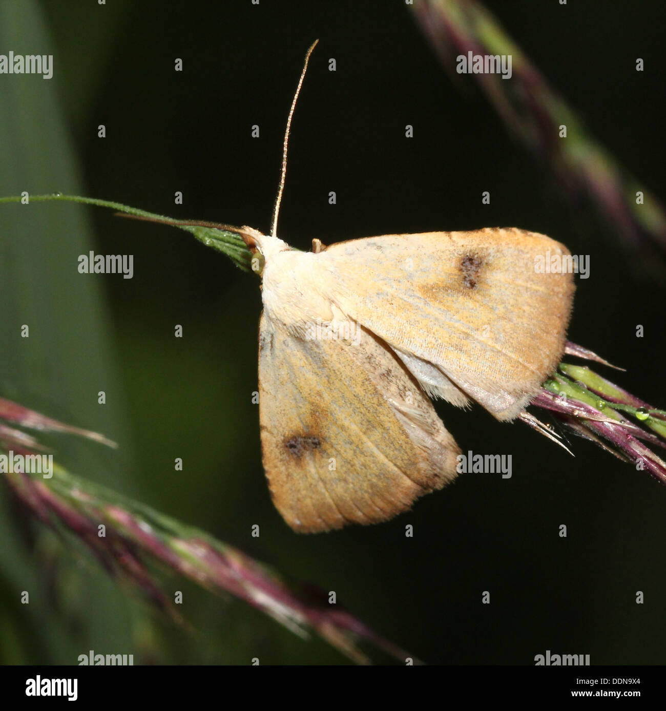 Straw Dot Moth (Rivula sericealis Stock Photo - Alamy