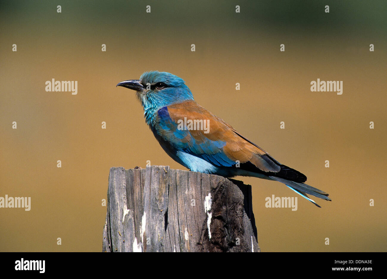 European roller, Blauracke, Racke, Coracias garrulus Stock Photo 