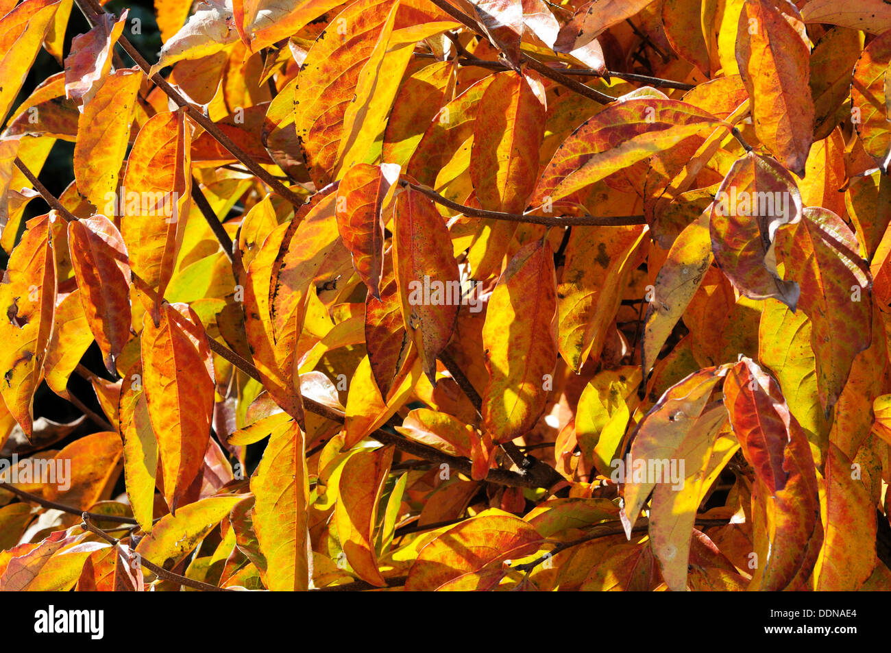 Autumn leaves on a Persimmon tree, Andalucia, Spain, Western Europe. Stock Photo