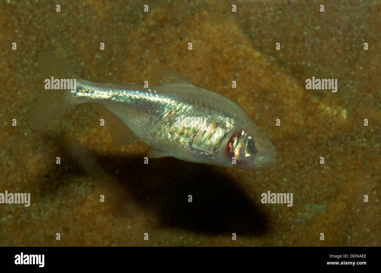 Blind cavefish, Blinder Höhlensalmler, Astyanax mexicanus, Astyanax fasciatus mexicanus, Anoptichthys jordani, Höhlenfisch Stock Photo