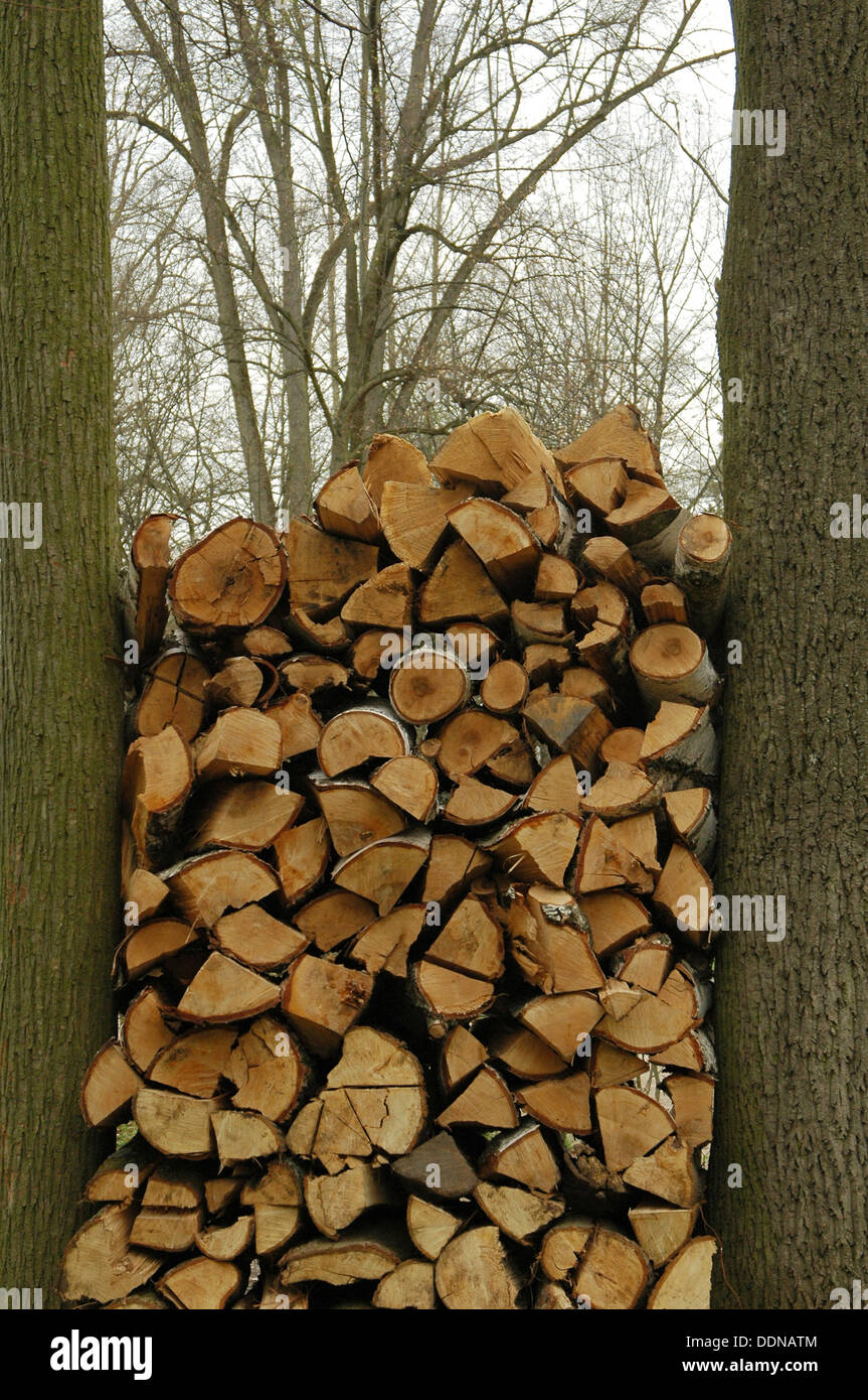 Stack of trunks of cut trees Stock Photo Alamy