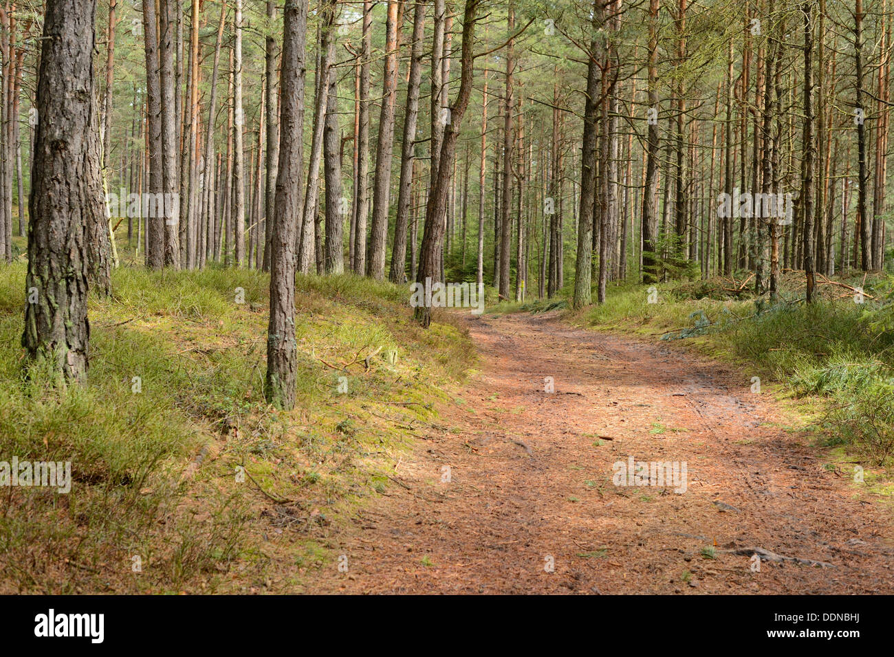 Scots Pine, Pinus sylvestris, Oberpfalz, Bavaria, Germany, Europe Stock Photo