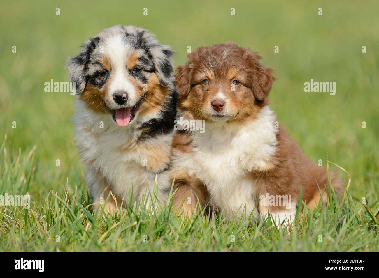Tvunget Fortære Piping Two Australian shepherd puppies on a meadow, Bavaria, Germany, Europe Stock  Photo - Alamy