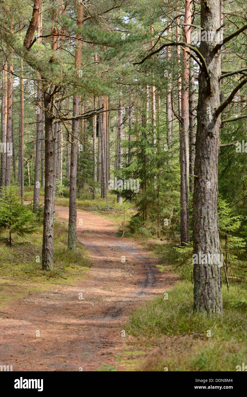 Scots Pines, Pinus sylvestris, Upper Palatinate, Bavaria, Germany, Europe Stock Photo