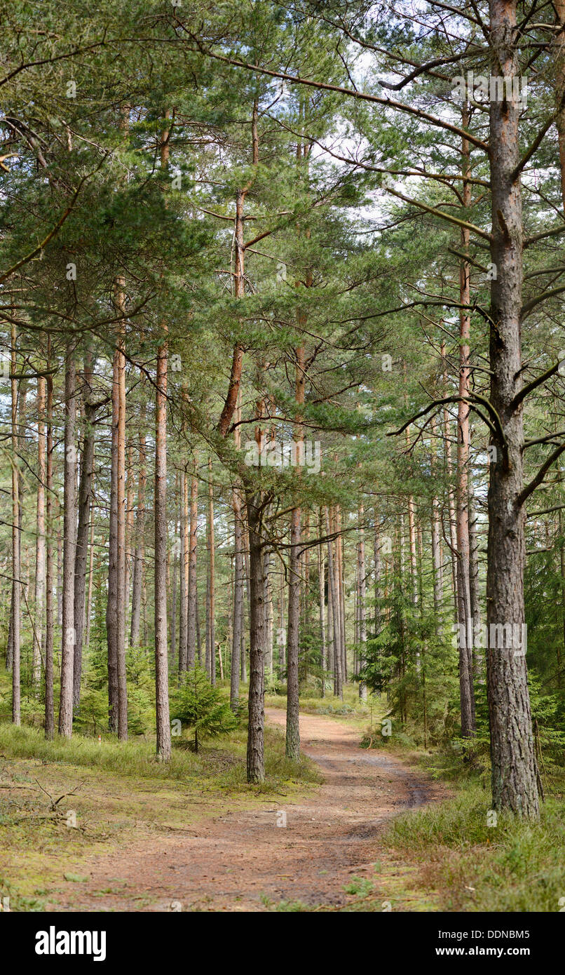 Scots Pines, Pinus sylvestris, Upper Palatinate, Bavaria, Germany, Europe Stock Photo