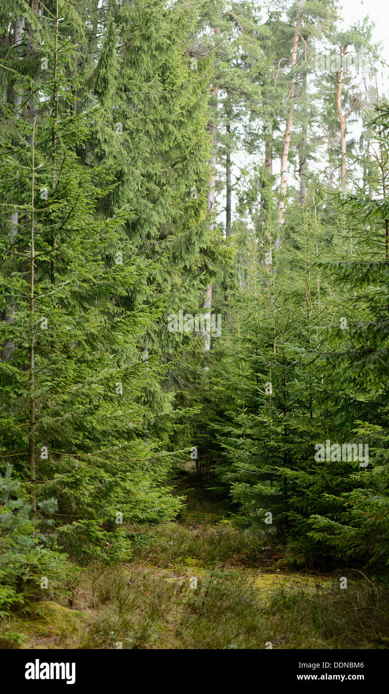 Norway Spruces, Picea abies, Upper Palatinate, Bayern, Deutschland, Europa Stock Photo