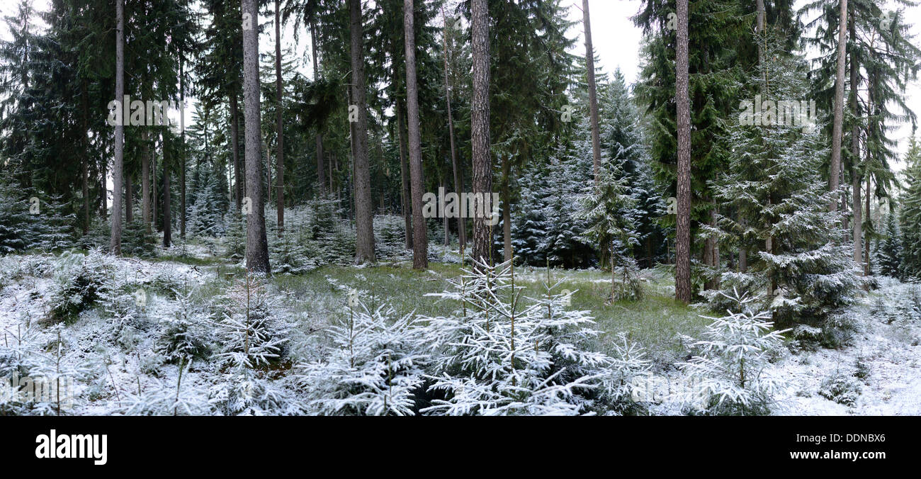 Forest in winter, Upper Palatinate, Bavaria, Germany, Europe Stock Photo