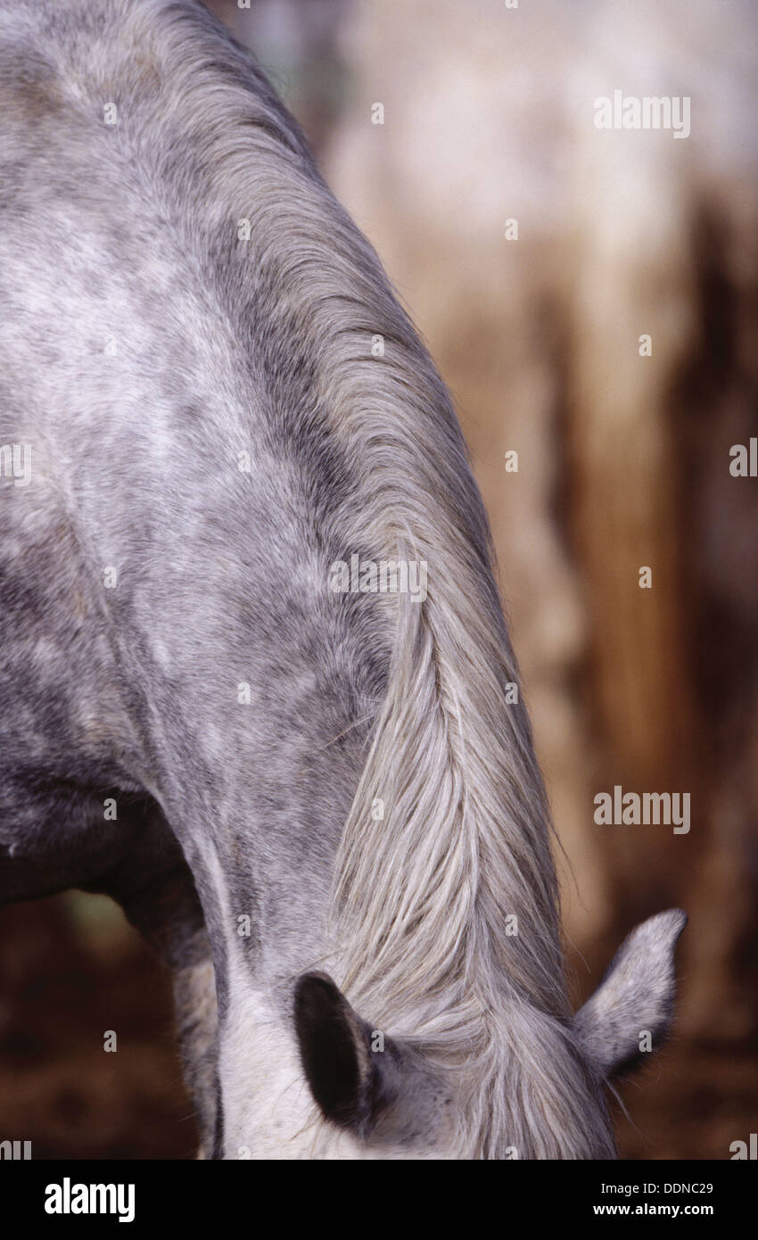 Draft horse neck and mane. Tucson. Arizona. USA Stock Photo Alamy