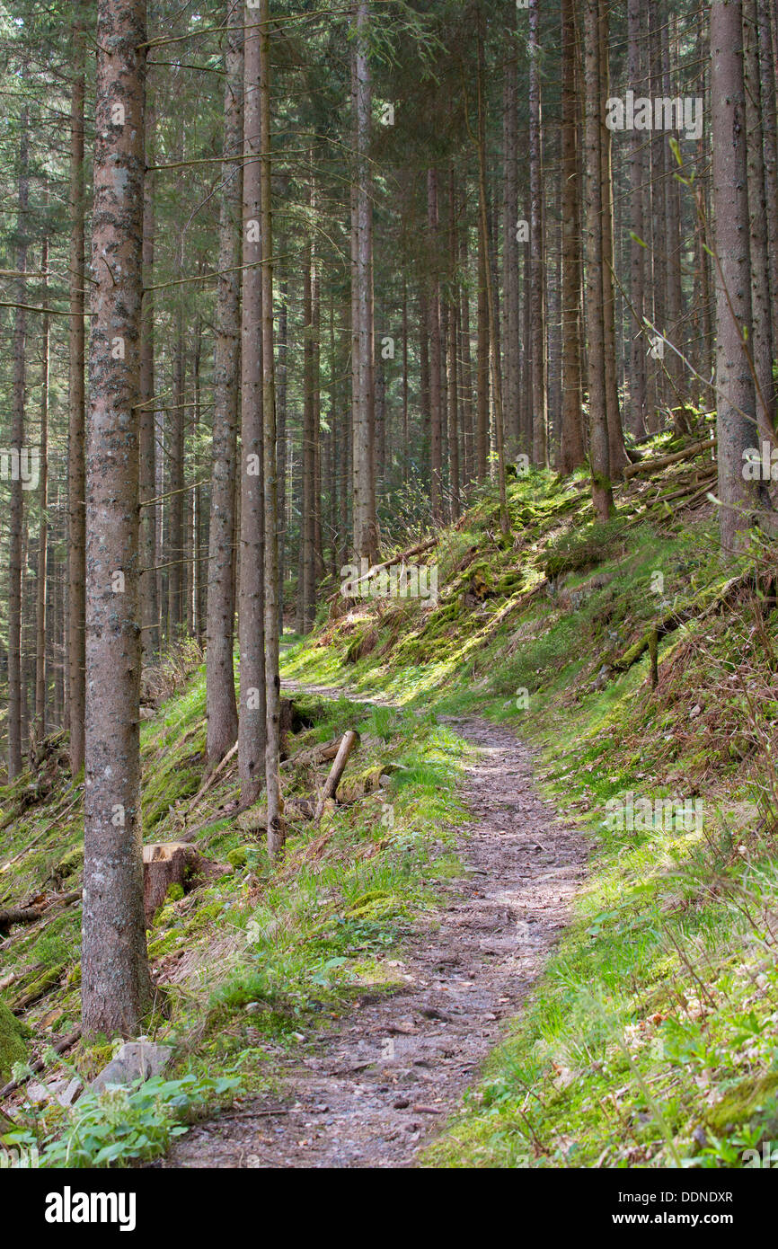 Schluchtensteig, Black Forest, Baden-Wuerttemberg, Germany, Europe Stock Photo