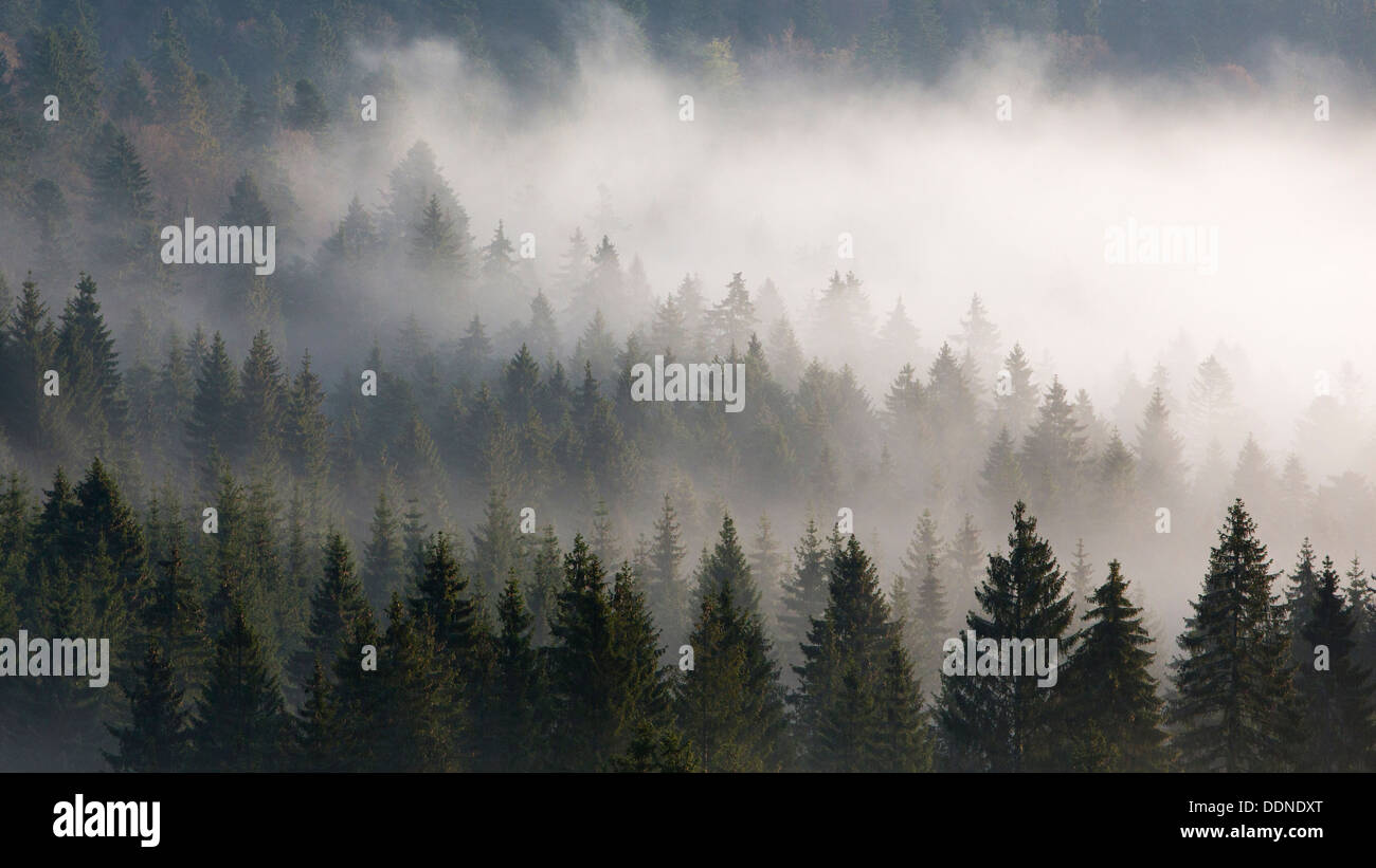 Schluchtensteig, Black Forest, Baden-Wuerttemberg, Germany, Europe Stock Photo