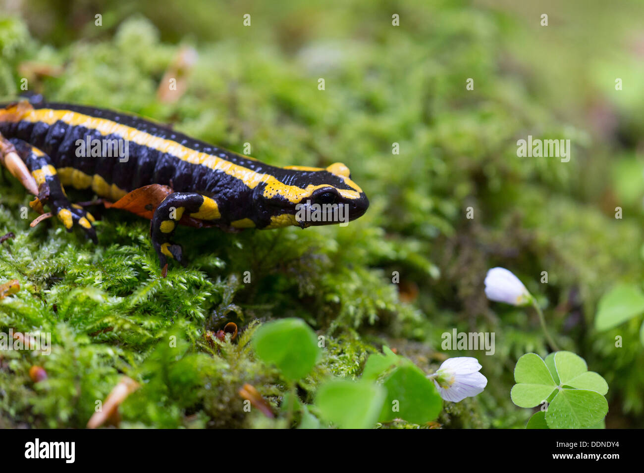 Fire salamander, Salamandra salamandra, Wutachschlucht, Baden-Wuerttemberg, Germany, Europe Stock Photo