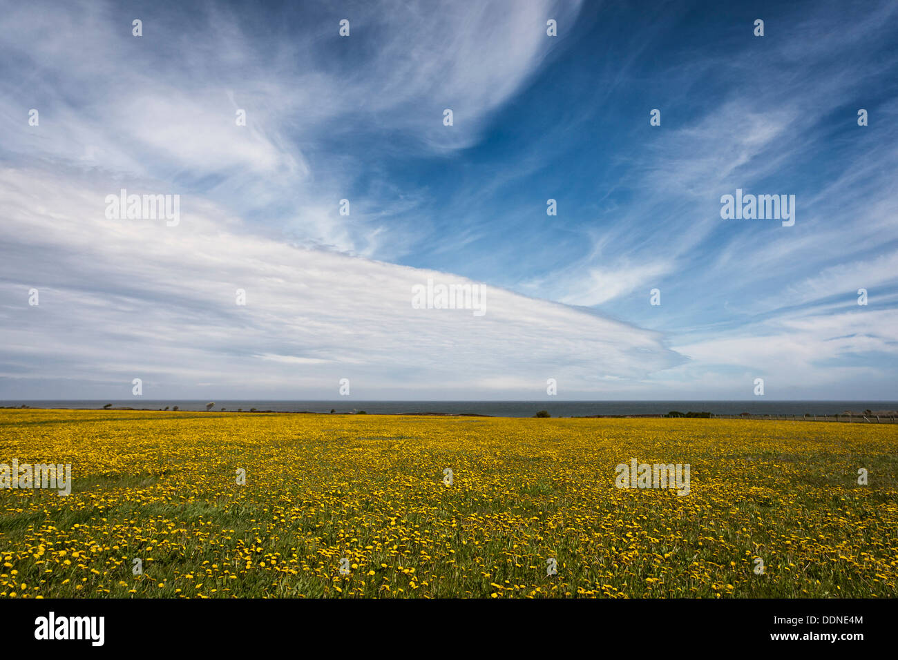 Dandelion meadow in Braderup heath, Sylt, Schleswig-Holstein, Germany Stock Photo