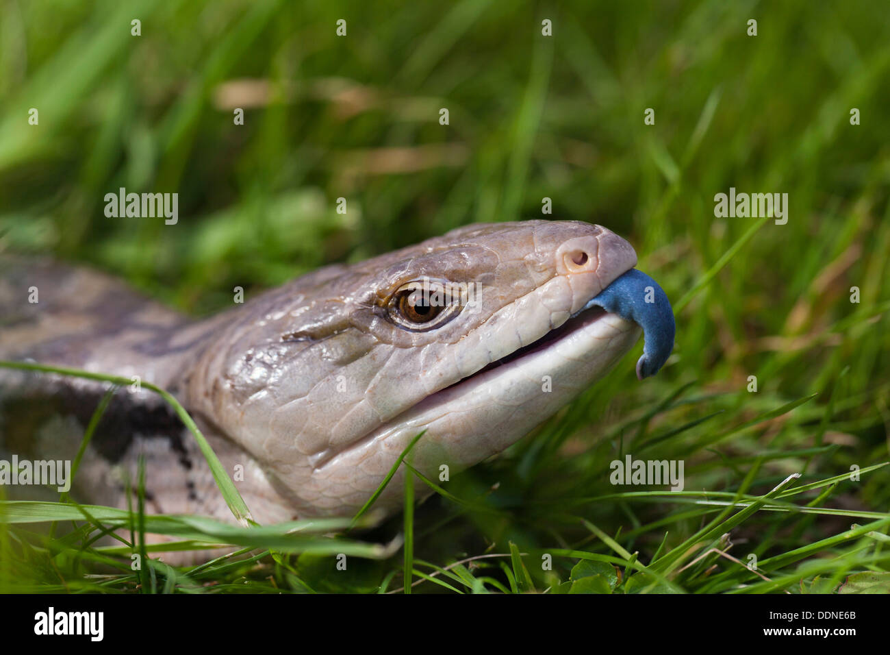 Blue-tongued Lizard (Tiliqua scincoides) in grass Stock Photo