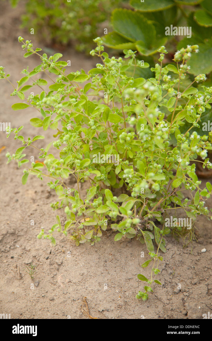 Marjoram garden hires stock photography and images Alamy
