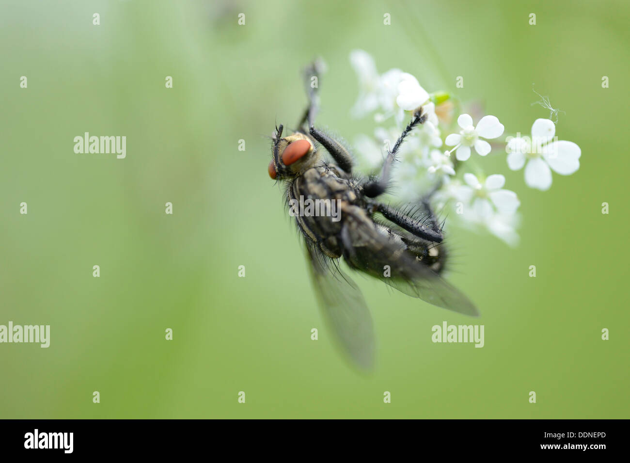Blow fly hires stock photography and images Alamy