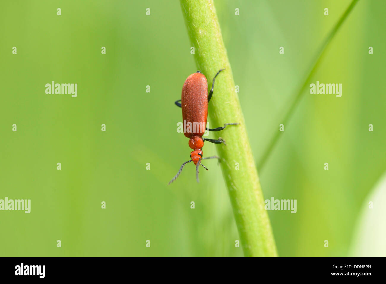Longhorn beetle Stictoleptura rubra on grass Stock Photo