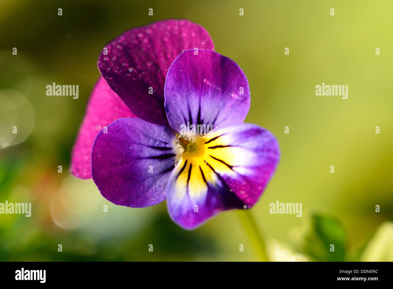 Flowering pansy Stock Photo