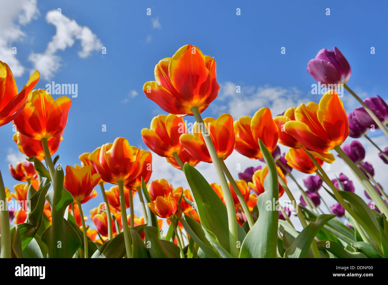 Flowering tulips Stock Photo