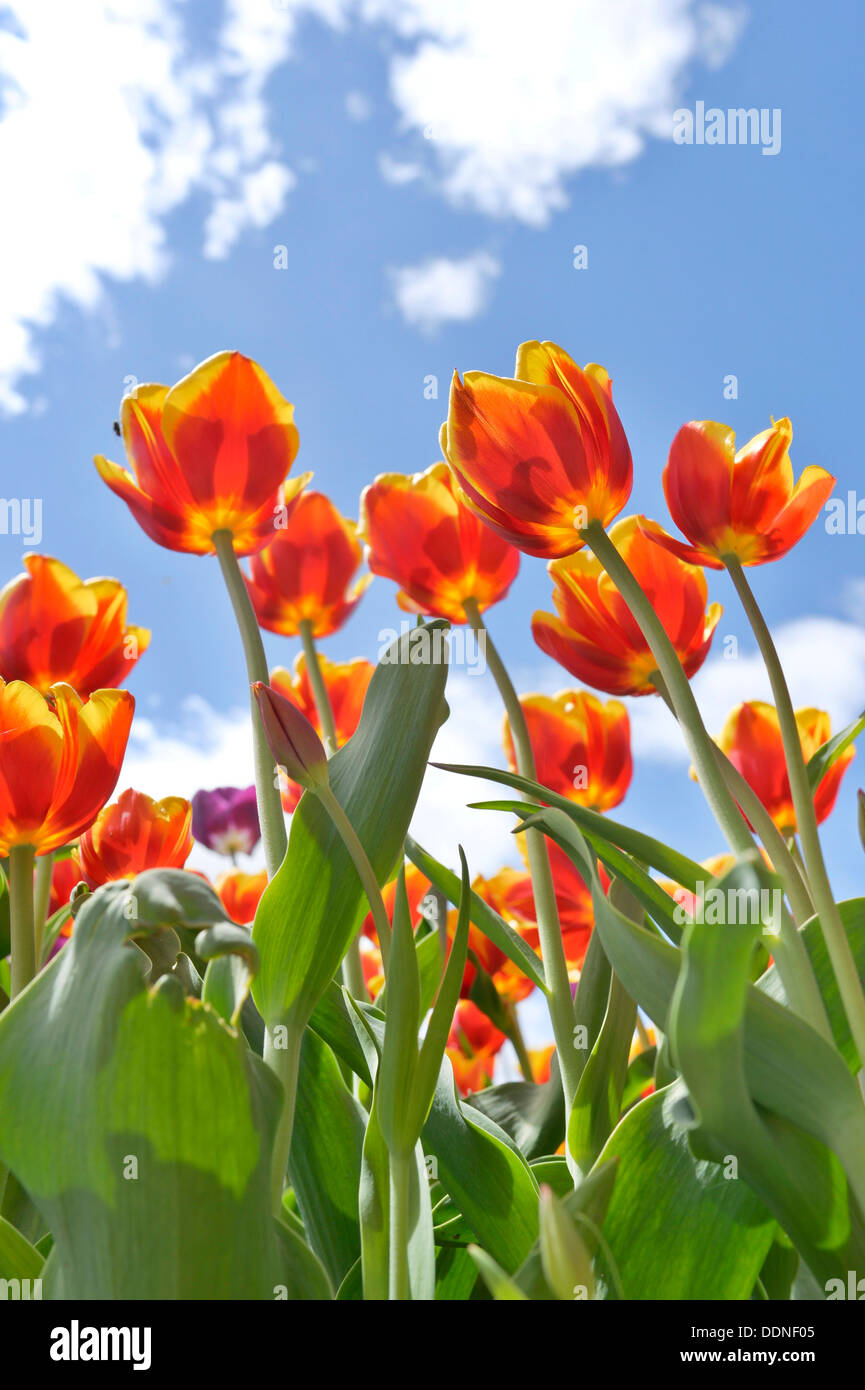 Flowering tulips Stock Photo
