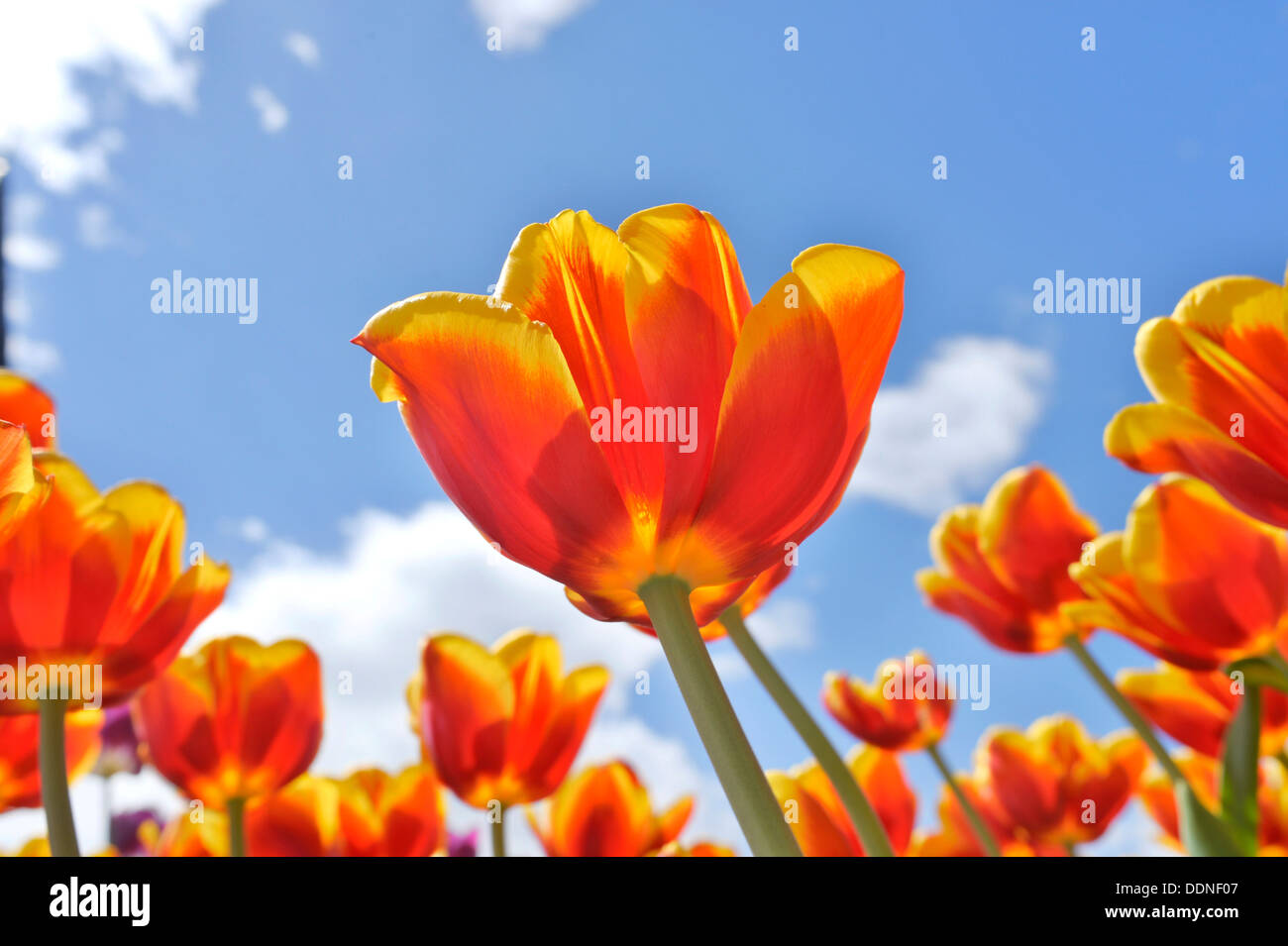 Flowering tulips Stock Photo