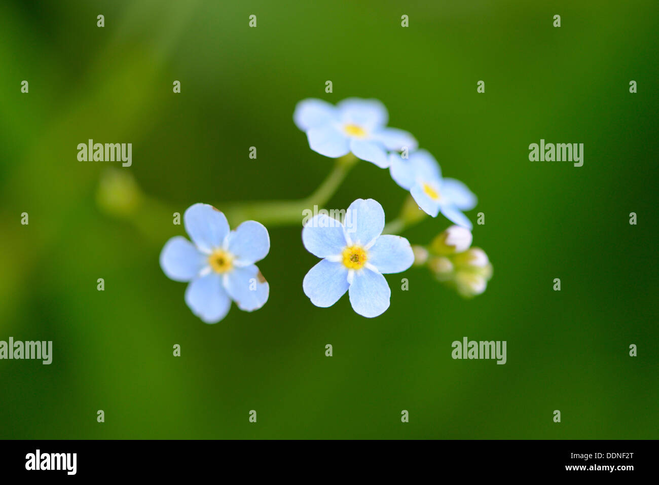 Field Forget-me-not (Myosotis Arvensis Stock Photo - Alamy