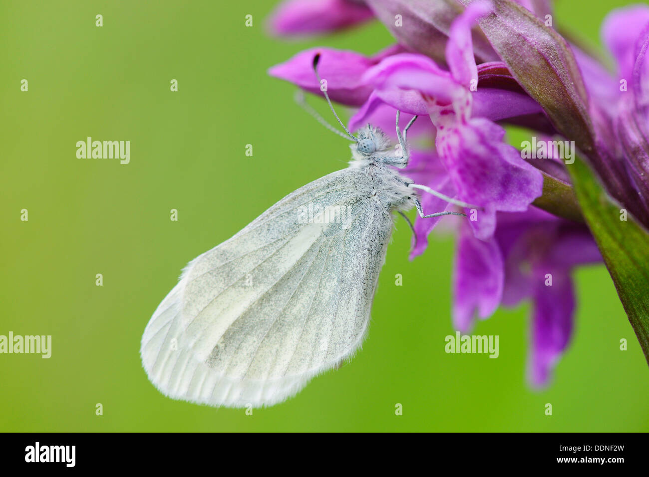 Small White (Pieris rapae) on a western marsh orchid (Dactylorhiza majalis) blossom Stock Photo