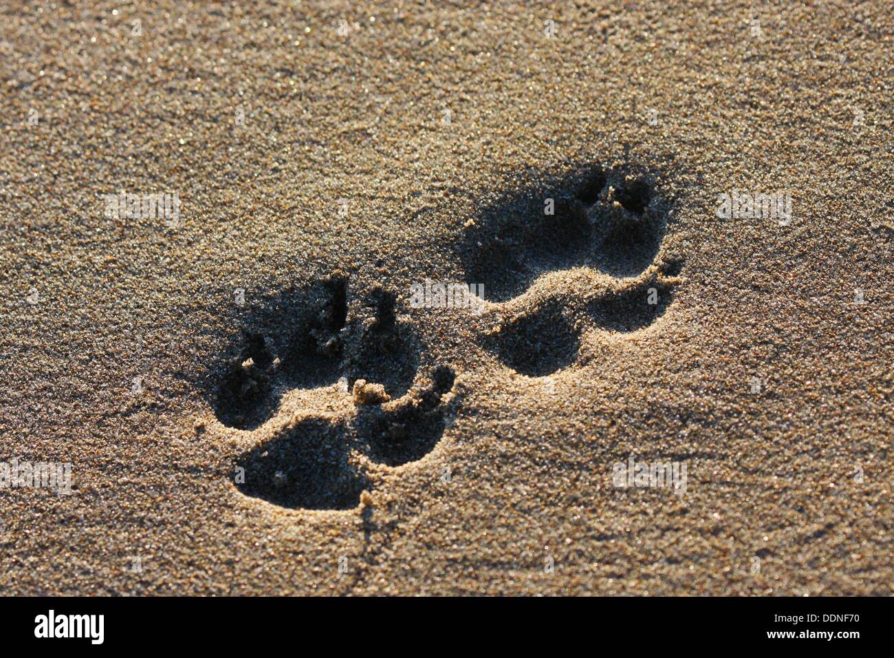 Dog Paw Prints in Beach Sand Stock Photo Alamy