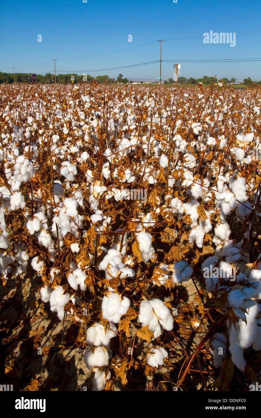 cotton field California valley Stock Photo Alamy