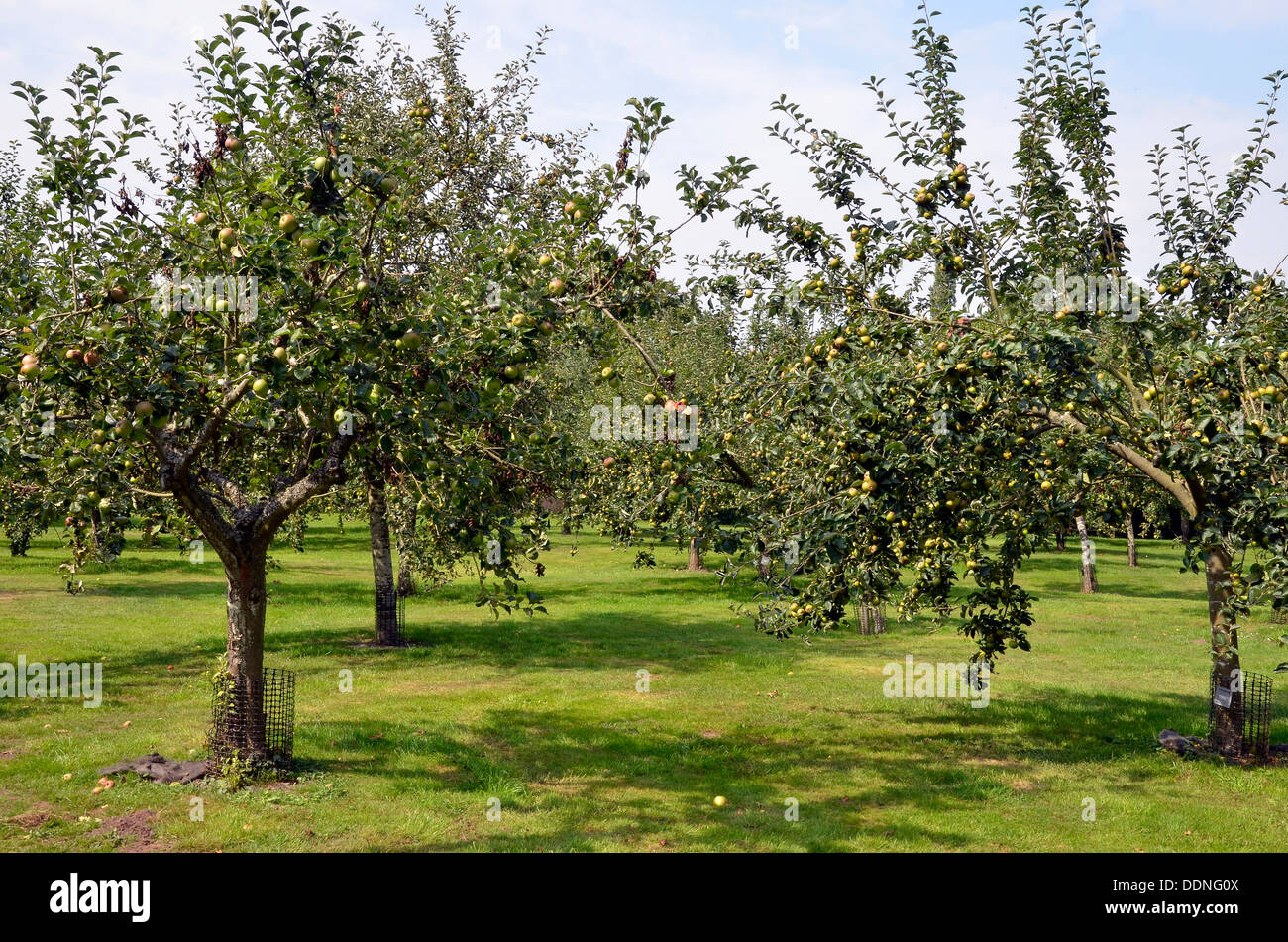 General view of a Worcestershire apple orchard in late August with fruit ripening. Stock Photo