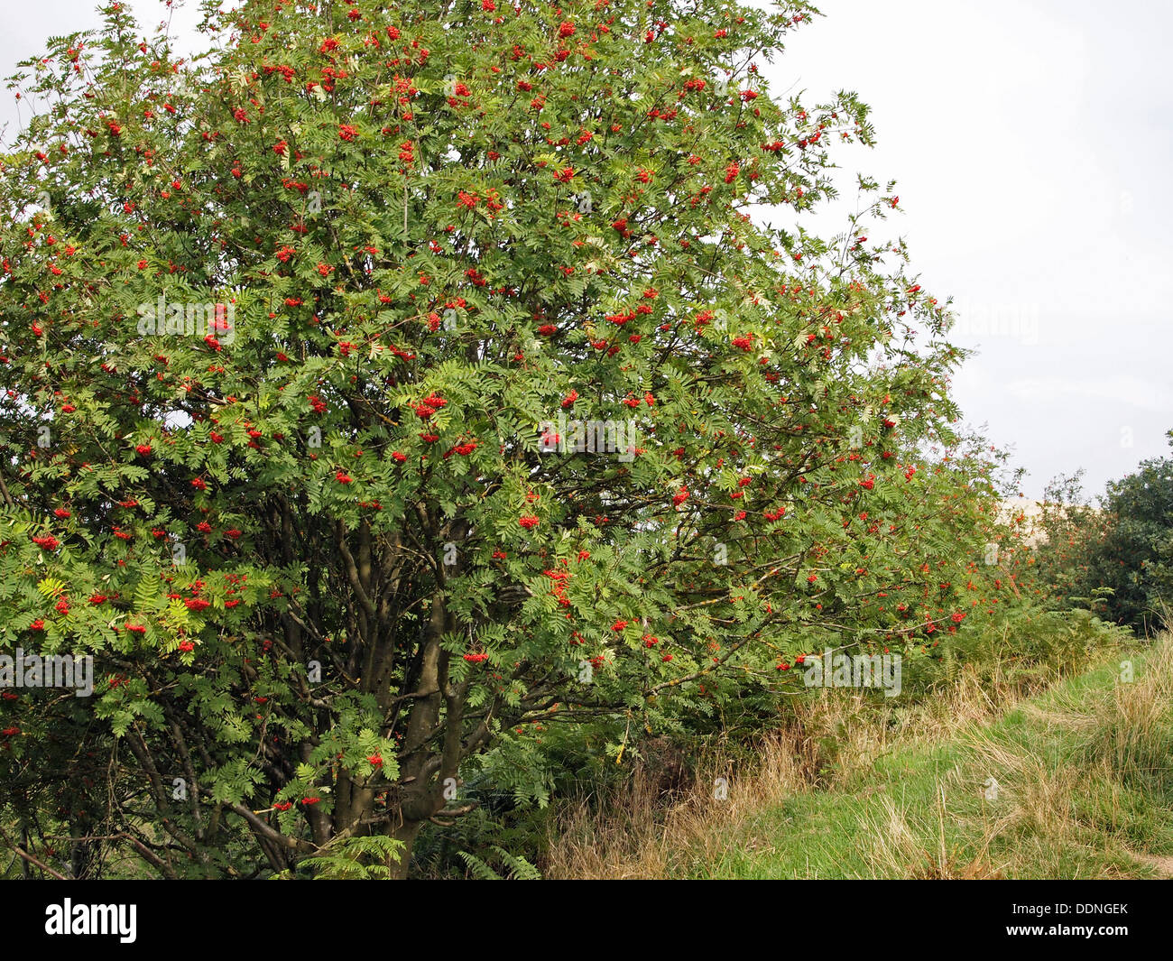 Rowan or mountain-ash tree (genus Sorbus of family Rosaceae), European Rowan Sorbus aucuparia  with berries on the Malvern Hills Stock Photo