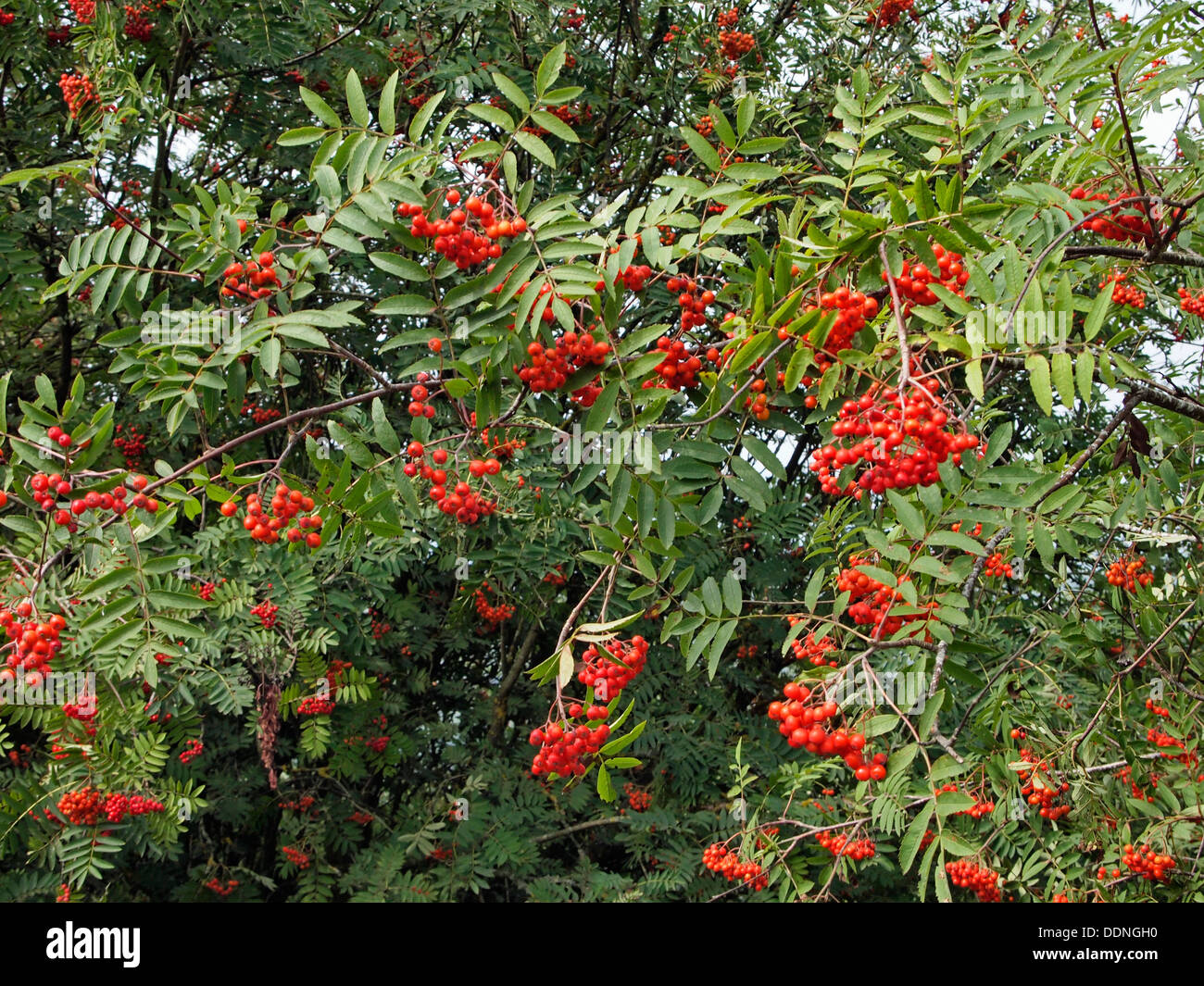 Rowan or mountain-ash tree (genus Sorbus of family Rosaceae), European Rowan Sorbus aucuparia  with berries on the Malvern Hills Stock Photo
