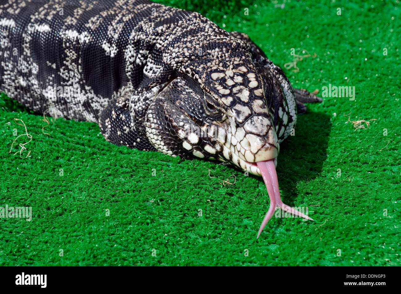 Argentine Black and White Tegu lizard (tegus merianae) of genus Tupinambis kept as a pet. A very docile and relaxed animal. Stock Photo