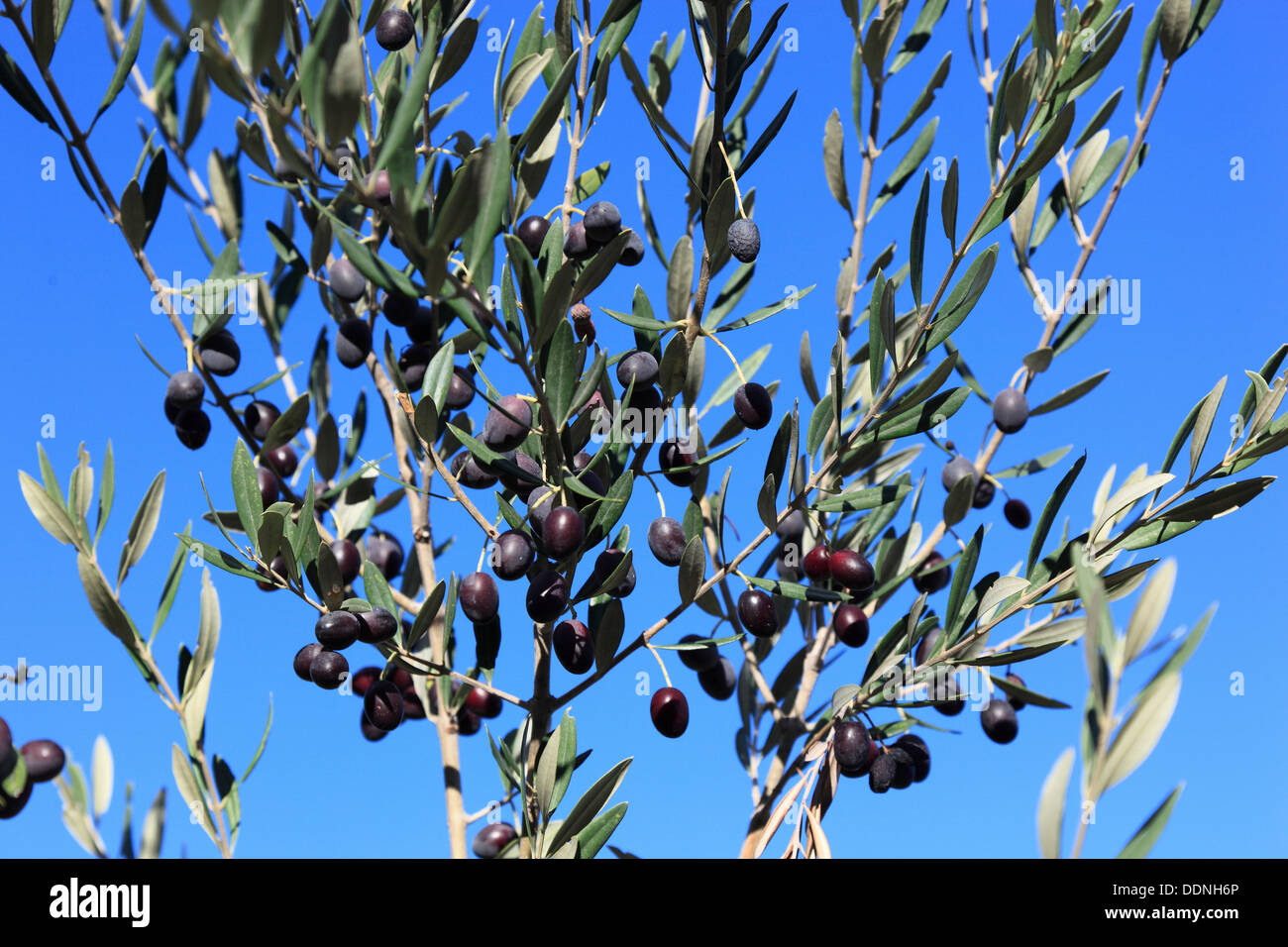 Olive branches with olives, stone fruit, ripe fruits Stock Photo