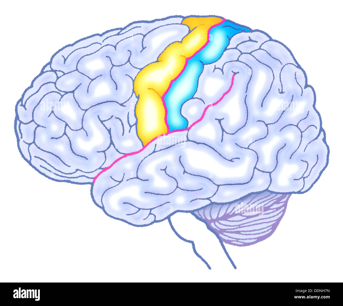 Human shapes of colors hi-res stock photography and images - Alamy