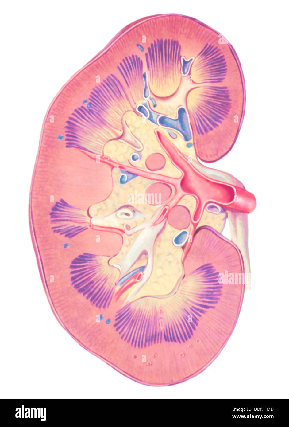 Kidney Diagram Unlabeled - Human Body Anatomy
