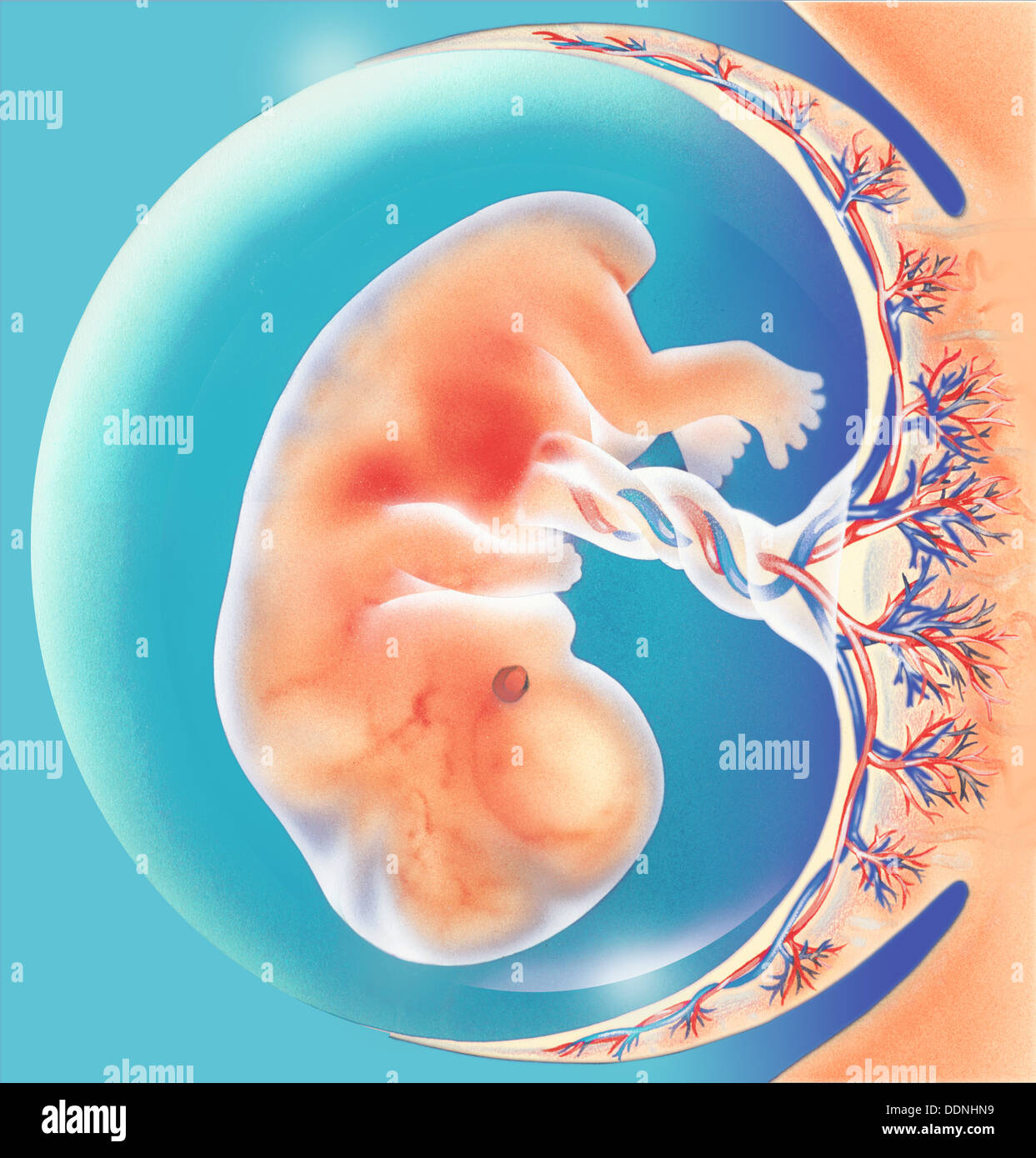 Amniotic sac hi-res stock photography and images - Alamy