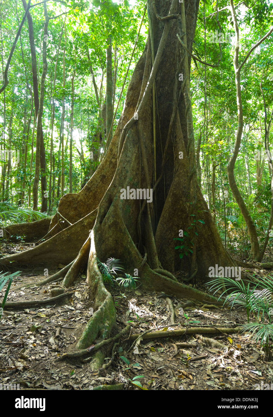Buttress tree hi-res stock photography and images - Alamy