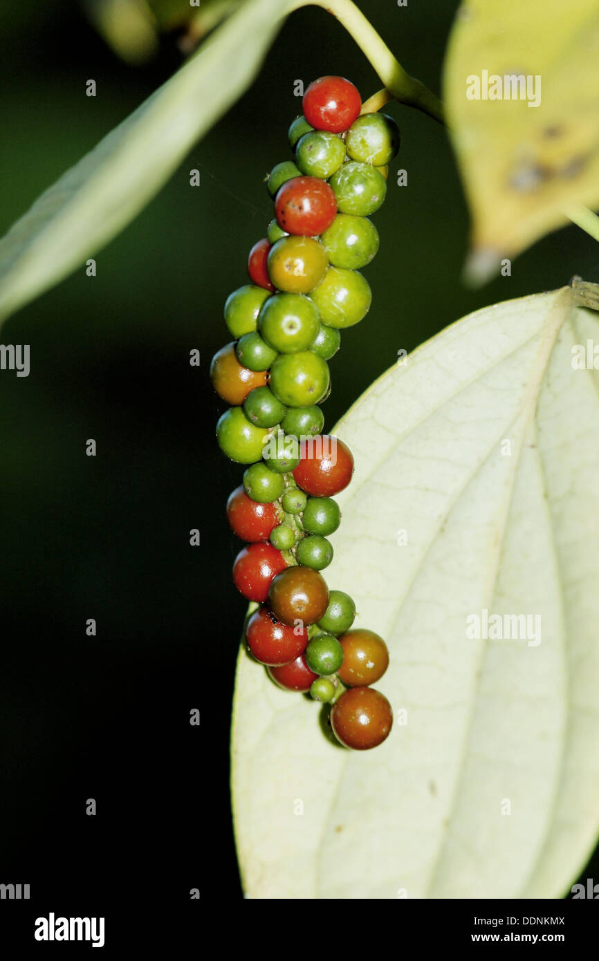Black pepper plant (Piper nigrum), peppercorns Stock Photo Alamy