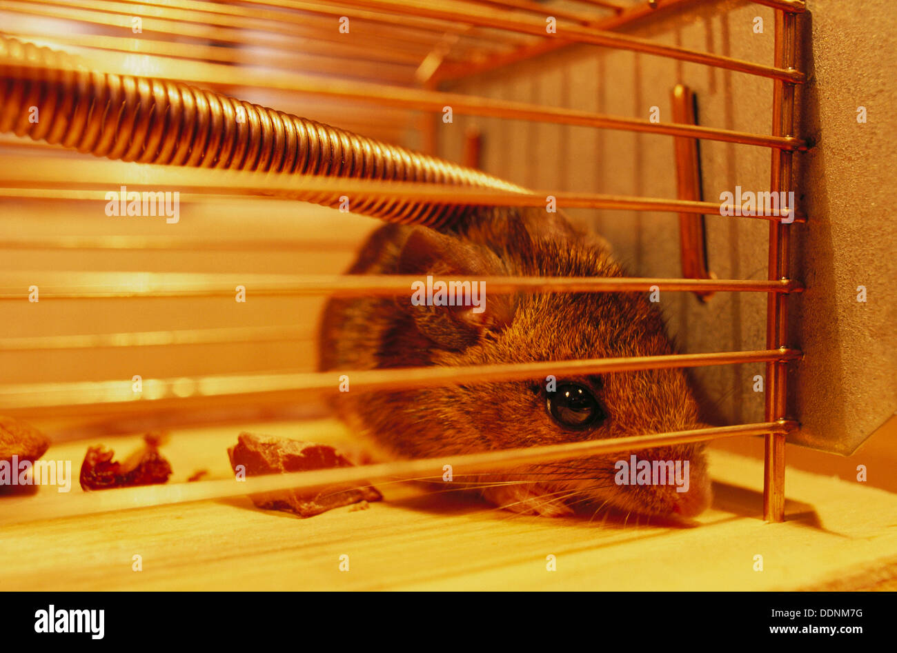 Vole trap hi-res stock photography and images - Alamy