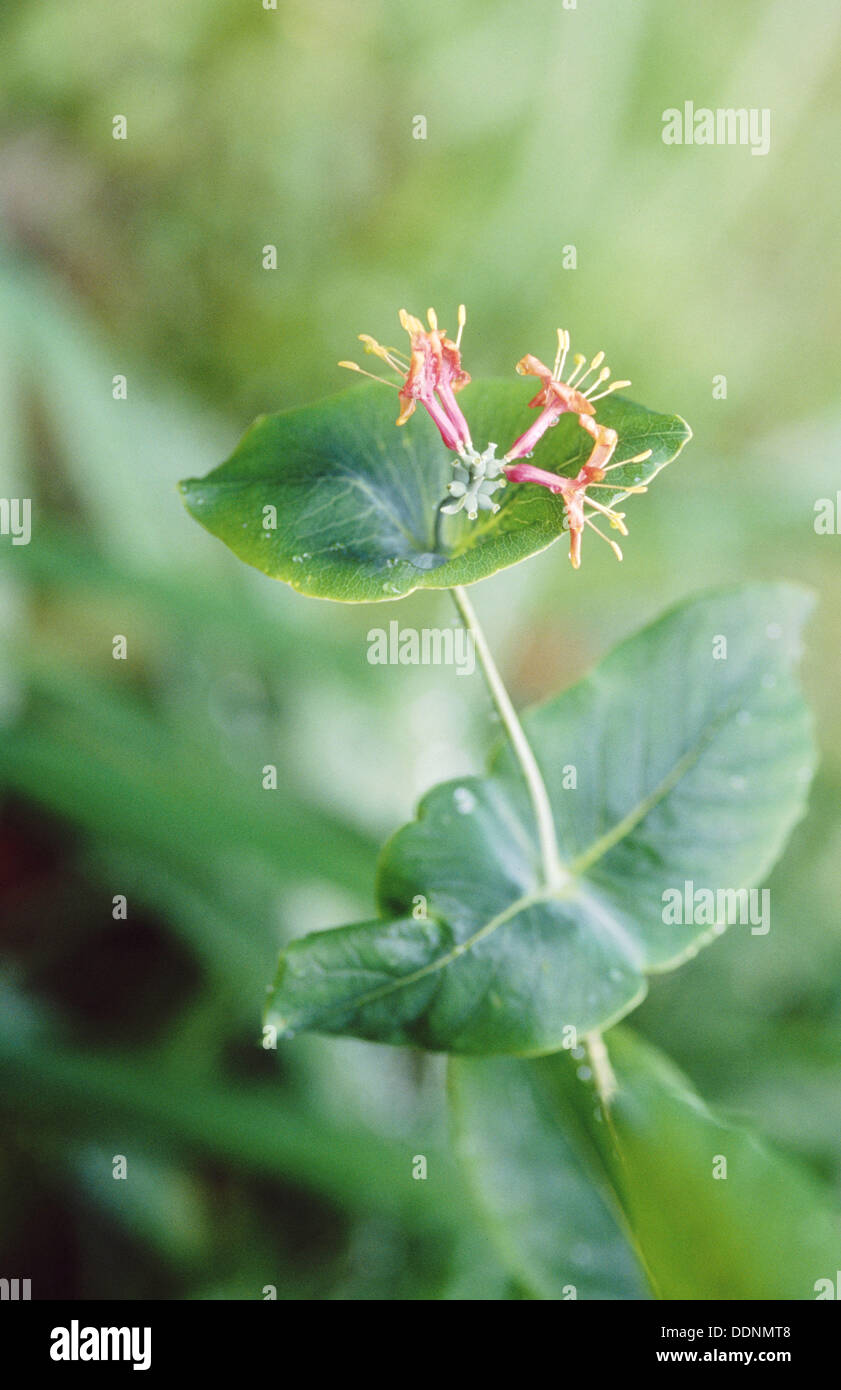 Trumpet Honeysuckle Vine (Lonicera sempervirens Stock Photo Alamy