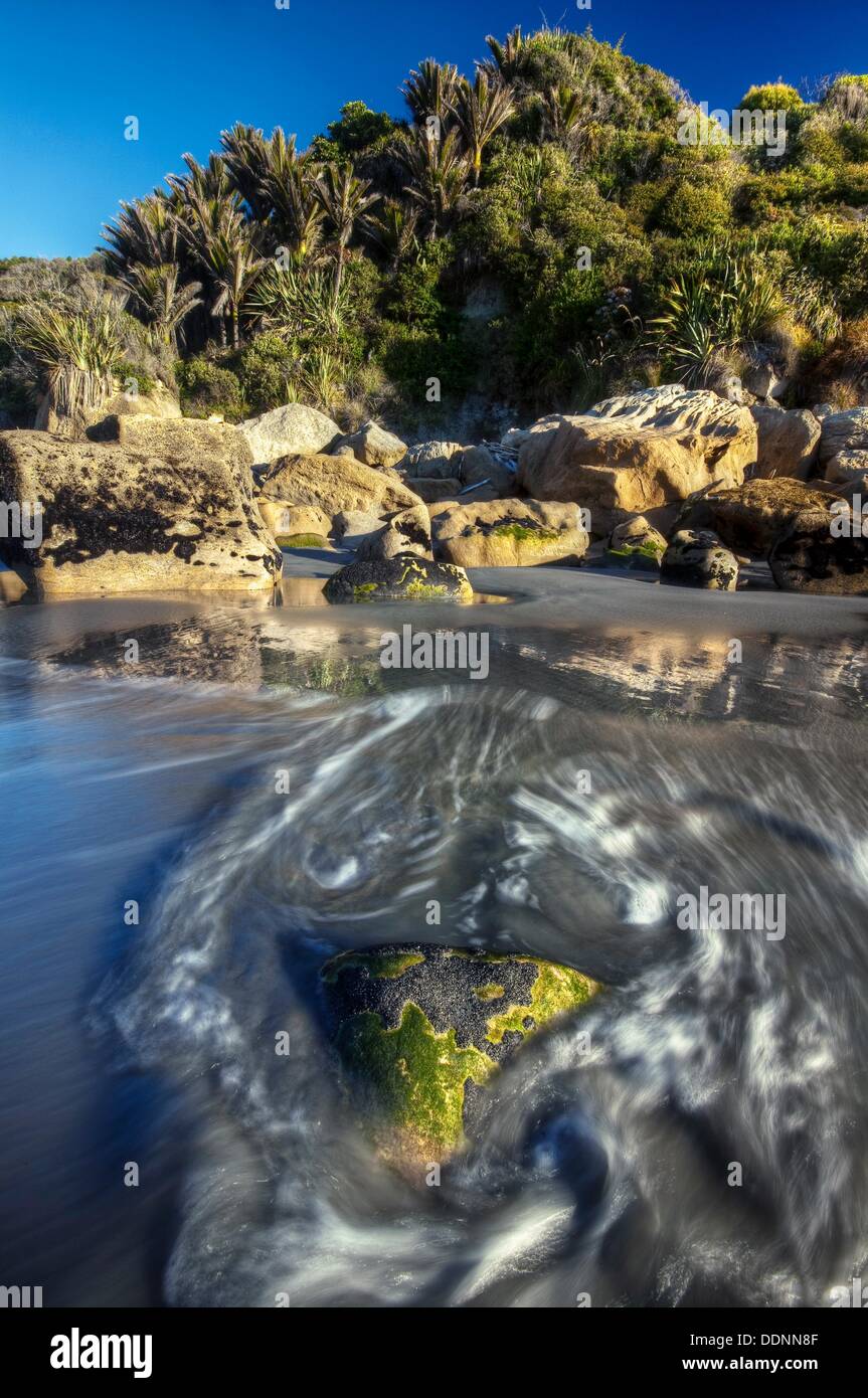 Incoming tide swirls past algae and shell covered rock, nikau palms in ...