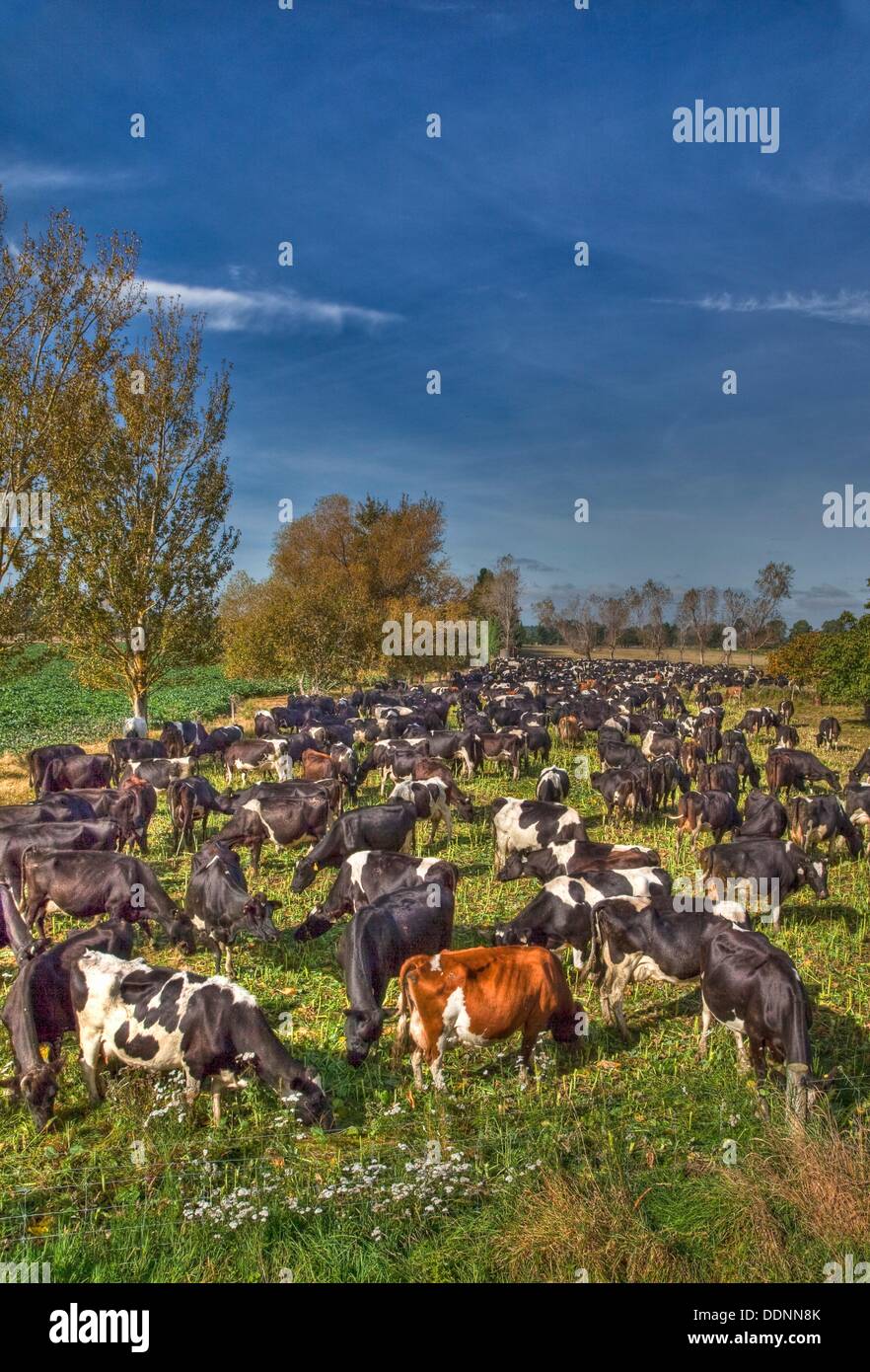 Dairy herd, Alford forest, Canterbury Plains Stock Photo Alamy