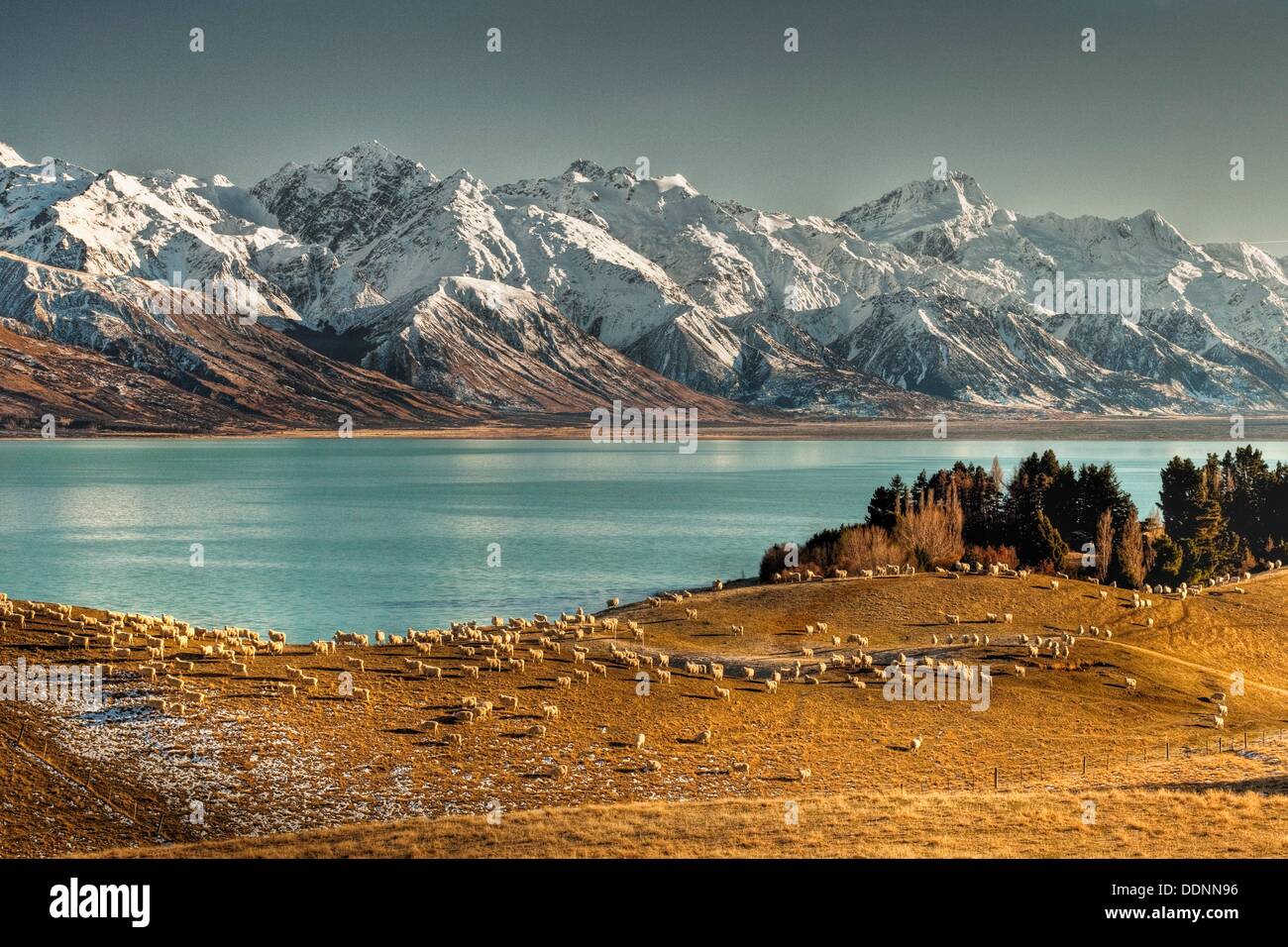 High country sheep station, Mt Sefton behind, Lake Pukaki, Ben Ohau Range behind, Canterbury. Stock Photo