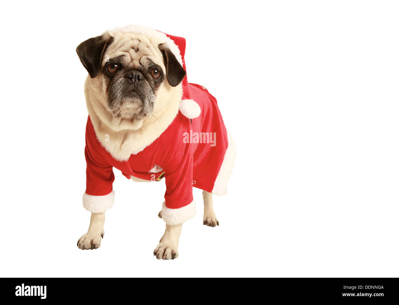 pug in Santa costume standing, exempted, white background, dressed as Santa Claus, dog looking at the camera Stock Photo