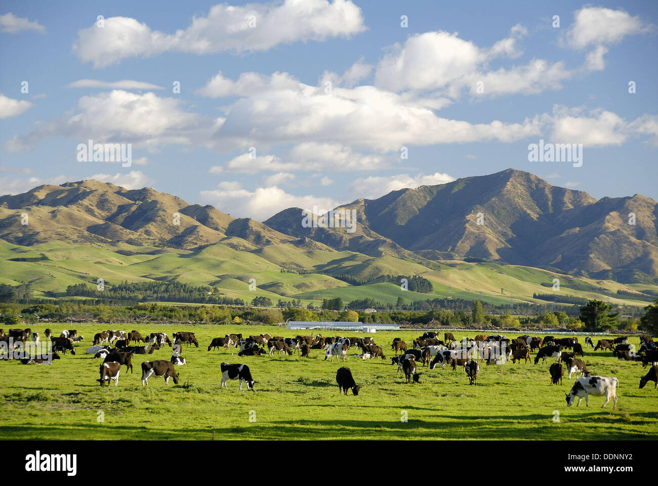 Dairy farming Culverden North Canterbury New Zealand Stock Photo