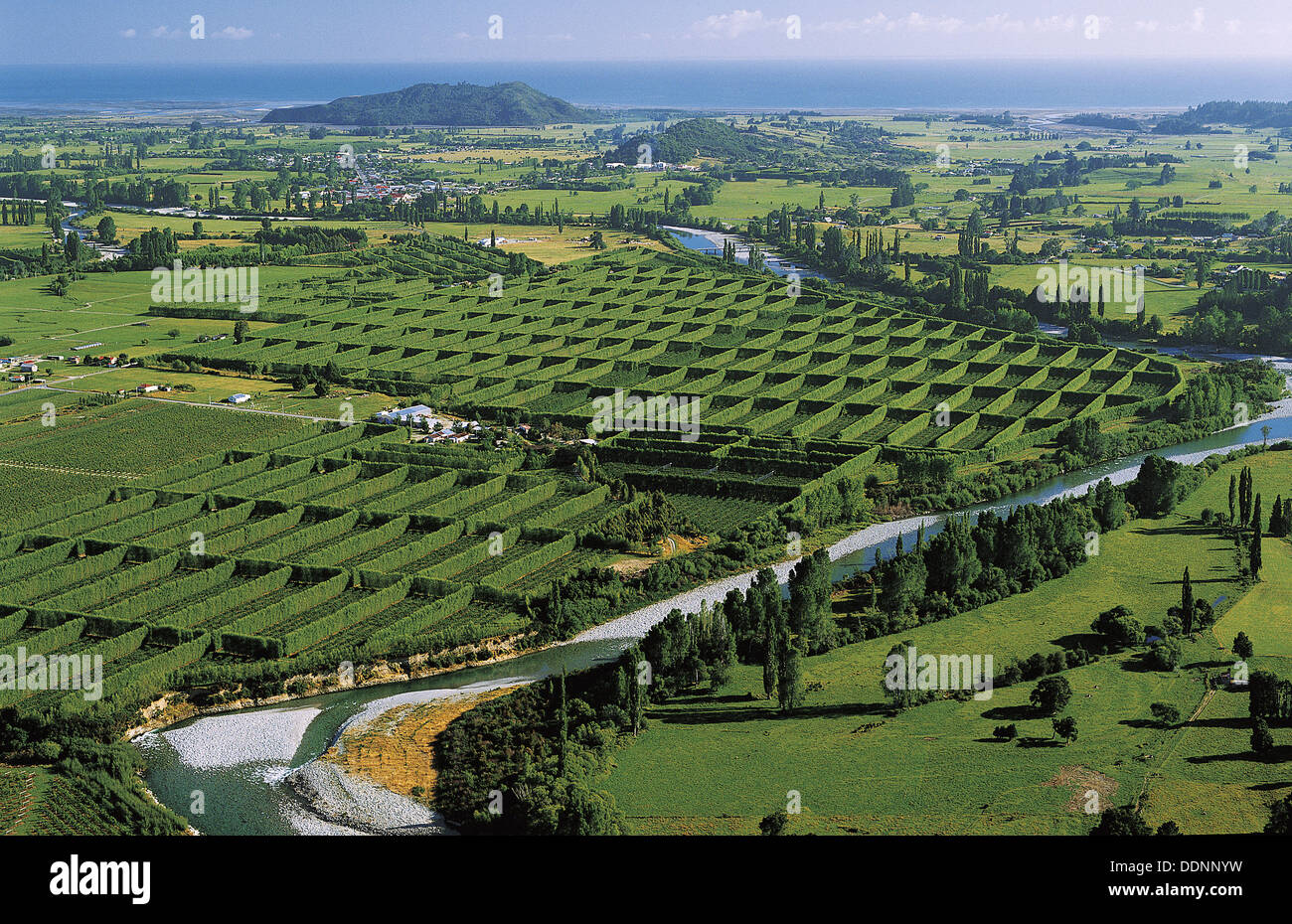 Kiwifruit orchards aerial view Takaka Golden Bay New Zealand Stock