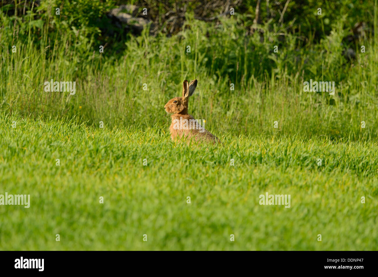 European hare (Lepus europaeus) in a field in spring Stock Photo